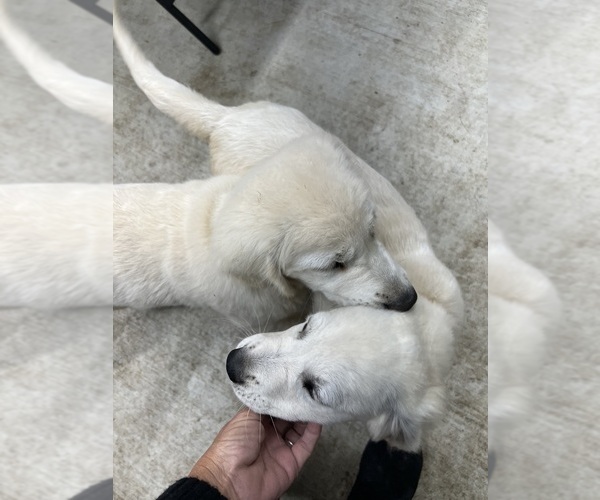 Medium Photo #6 Golden Retriever Puppy For Sale in WILTON, CA, USA