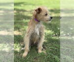 Small #1 Mutt