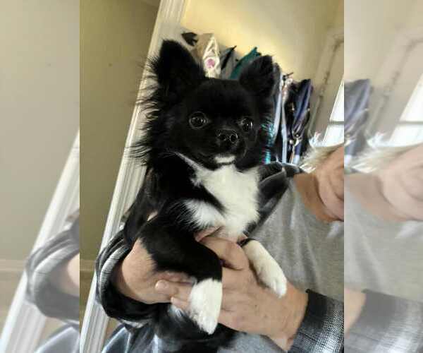 Medium Photo #3 Chihuahua Puppy For Sale in NEWVILLE, PA, USA