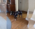 Small #1 American Staffordshire Terrier Mix