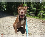 Small #3 American Pit Bull Terrier Mix