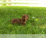 Small #4 Dachshund