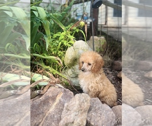 Poodle (Toy) Puppy for sale in CHERRYVILLE, NC, USA