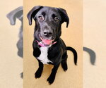*CHIQUITA - Female Labrador Retriever-Unknown Mix Dog for Adoption - Small photo