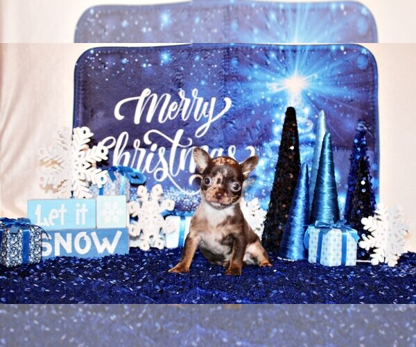 Medium Photo #26 Chihuahua Puppy For Sale in CHARLESTON, AR, USA