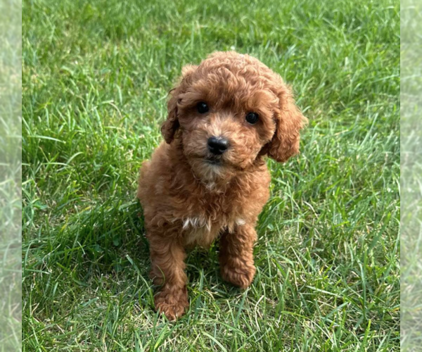 Medium Photo #1 Goldendoodle (Miniature) Puppy For Sale in MILWAUKEE, WI, USA