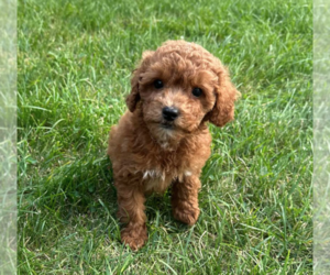 Goldendoodle (Miniature) Puppy for sale in MILWAUKEE, WI, USA