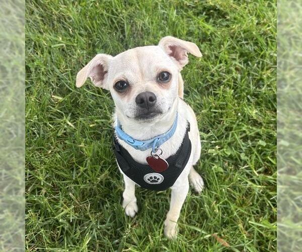 Medium Photo #19 Chihuahua-Unknown Mix Puppy For Sale in San Diego, CA, USA