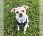 Small #18 Chihuahua Mix