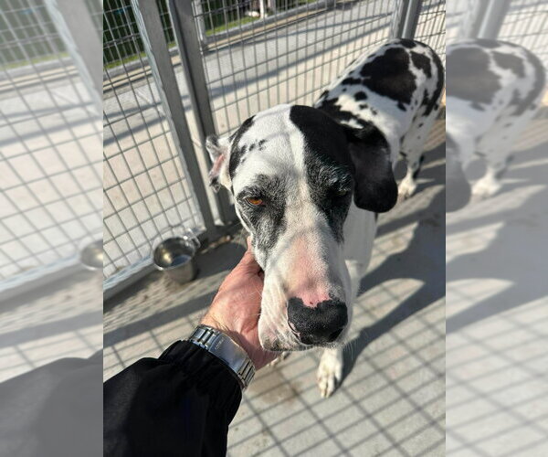 Medium Photo #3 Great Dane Puppy For Sale in Bullard, TX, USA