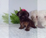 Small #1 Shorkie Tzu
