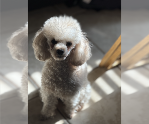 Father of the Poodle (Toy) puppies born on 06/13/2025