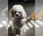 Small Photo #1 Poodle (Toy) Puppy For Sale in MEMPHIS, TN, USA