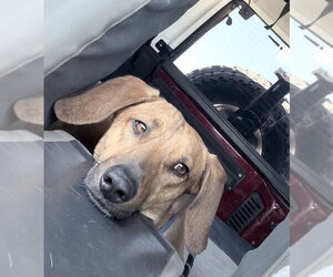 Dachshund-Unknown Mix Dogs for adoption in Chandler, AZ, USA