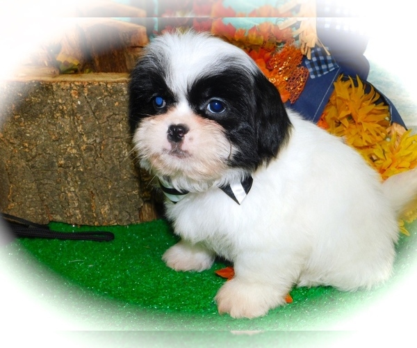 Medium Photo #6 Shih Tzu-Shih-Poo Mix Puppy For Sale in HAMMOND, IN, USA