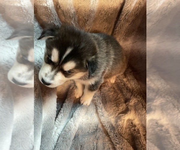 Medium Photo #29 Alusky Puppy For Sale in GARDEN GROVE, CA, USA