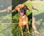 Small #1 Great Dane-Labrador Retriever Mix