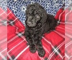Small Photo #5 Double Doodle Puppy For Sale in LINCOLN, AL, USA