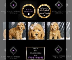 Goldendoodle (Miniature) Puppy for sale in WARSAW, IN, USA