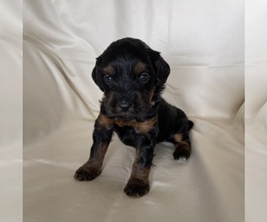 Medium Miniature Bernedoodle