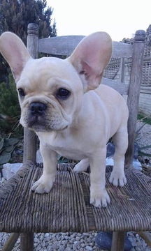 Medium Photo #1 French Bulldog Puppy For Sale in DELRAY BEACH, FL, USA