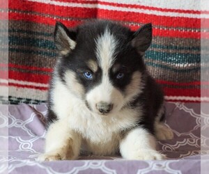 Siberian Husky Puppy for sale in FREDERICKSBG, OH, USA