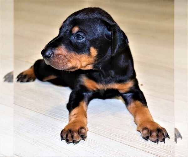 Medium Photo #4 Doberman Pinscher Puppy For Sale in KEMPNER, TX, USA
