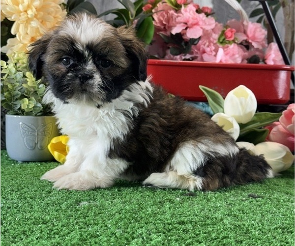 Medium Photo #3 Shih Tzu Puppy For Sale in CANOGA, NY, USA