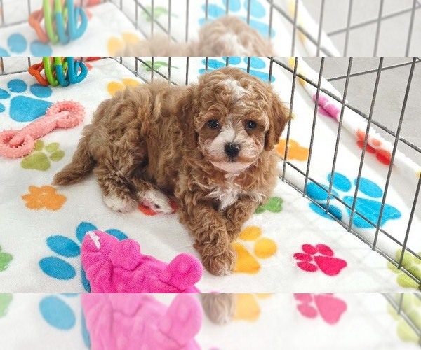 Medium Photo #8 Cavapoo (Miniature)-Poodle (Toy) Mix Puppy For Sale in ORO VALLEY, AZ, USA