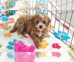 Small #7 Cavapoo (Miniature)-Poodle (Toy) Mix