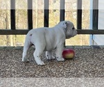 Small Photo #3 English Bulldog Puppy For Sale in COLUMBIA, TN, USA