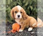 Image preview for Ad Listing. Nickname: Asher