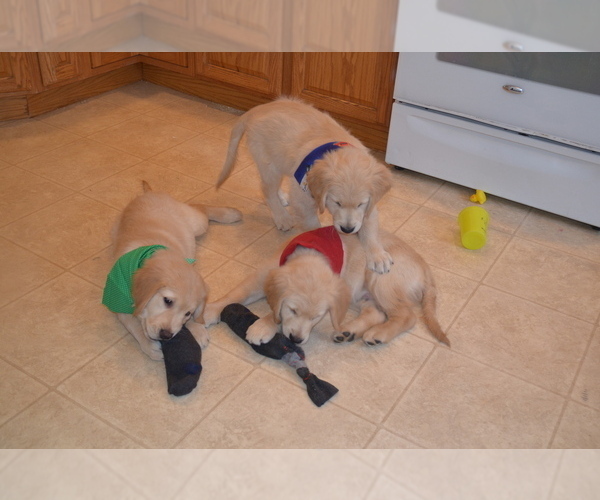 Medium Photo #40 Golden Retriever Puppy For Sale in WEBSTER CITY, IA, USA