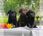 Small Photo #2 Labrador Retriever Puppy For Sale in EAST EARL, PA, USA