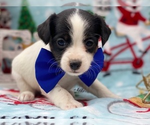 Jack Russell Terrier-Poodle (Standard) Mix Puppy for sale in LANCASTER, PA, USA
