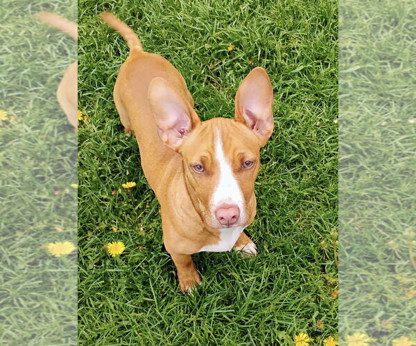 Medium Photo #1 American Pit Bull Terrier-Chihuahua Mix Puppy For Sale in Polson, MT, USA