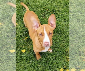 American Pit Bull Terrier-Chihuahua Mix Dogs for adoption in Polson, MT, USA