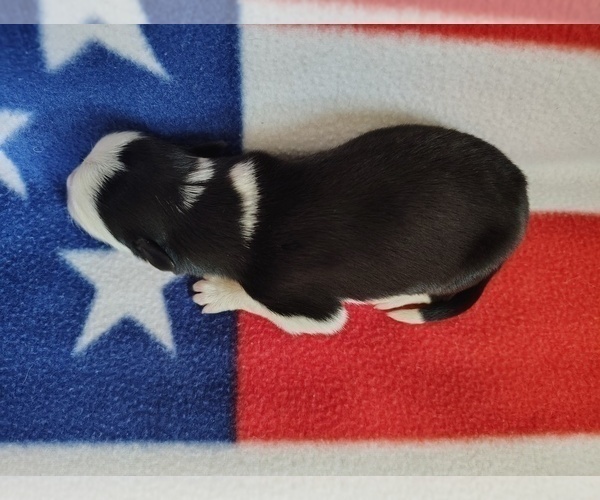 Medium Photo #54 Border Collie Puppy For Sale in NORBORNE, MO, USA