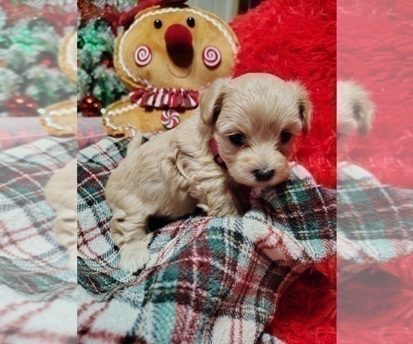 Medium Photo #5 Maltipoo (Miniature) Puppy For Sale in SAN ANTONIO, TX, USA