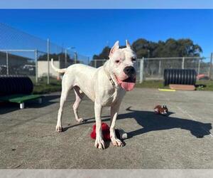 Dogo Argentino Dogs for adoption in McKinleyville, CA, USA