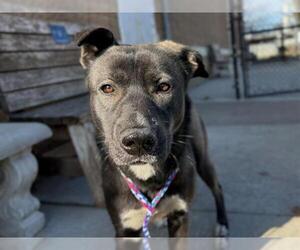 German Shepherd Dog-Unknown Mix Dogs for adoption in Tulsa, OK, USA