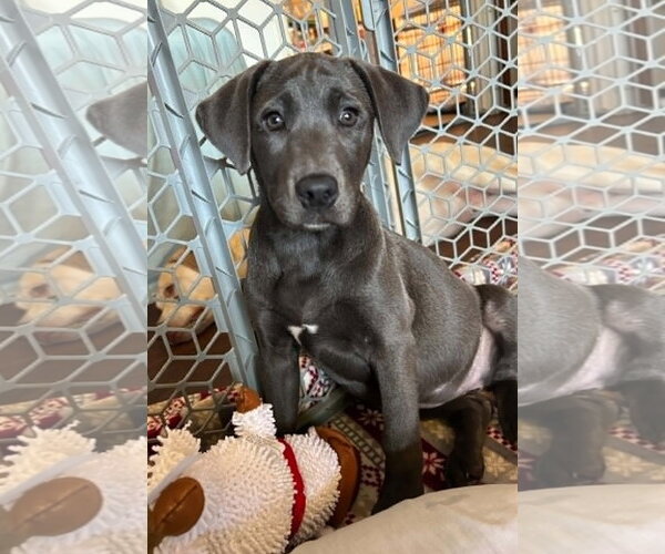 Medium Photo #2 Labrador Retriever-Unknown Mix Puppy For Sale in Wetumpka, AL, USA