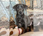 Small #1 Labrador Retriever Mix