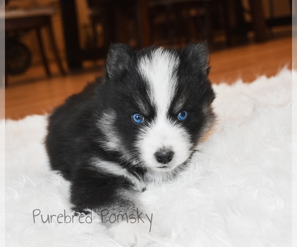 Medium Photo #5 Pomsky Puppy For Sale in KANSAS CITY, MO, USA
