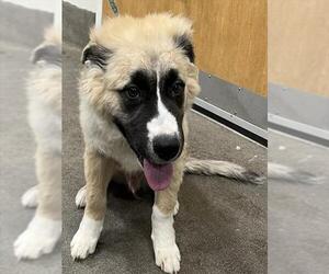 German Shepherd Dog-Unknown Mix Dogs for adoption in Forestville, MD, USA