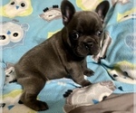 Puppy Puppy 2 French Bulldog