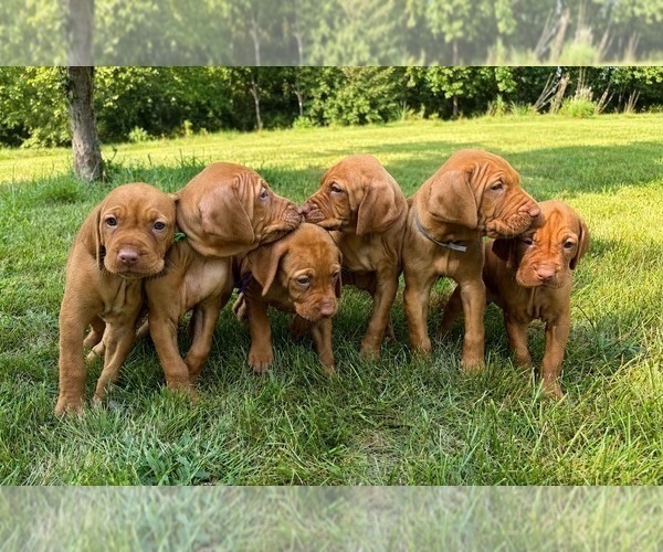 Medium Photo #3 Vizsla Puppy For Sale in ADEL, IA, USA