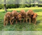 Barry - Male Vizsla Puppy for Sale - Photo #3