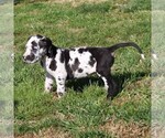 Small Photo #5 Great Dane Puppy For Sale in LITITZ, PA, USA