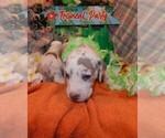 Small Photo #39 Great Dane Puppy For Sale in SPRAGGS, PA, USA